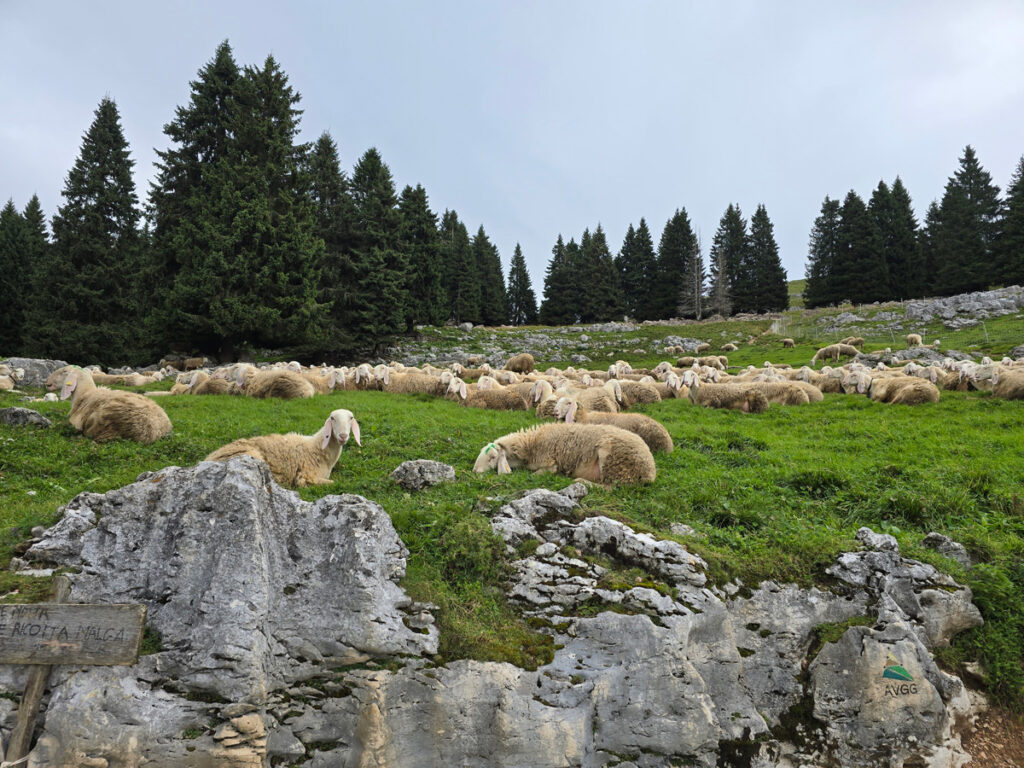 Paesaggio con gregge di pecore foza